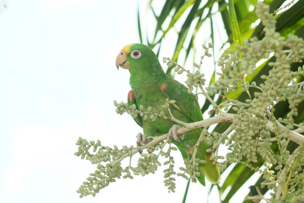 Rio Hotel Montería المظهر الخارجي الصورة
